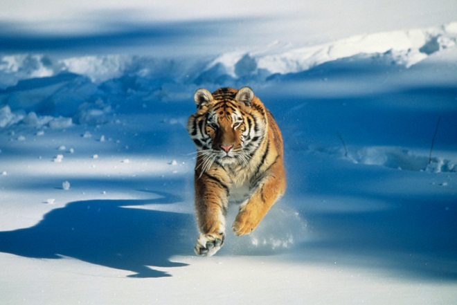 A picture of a tiger running through snow.